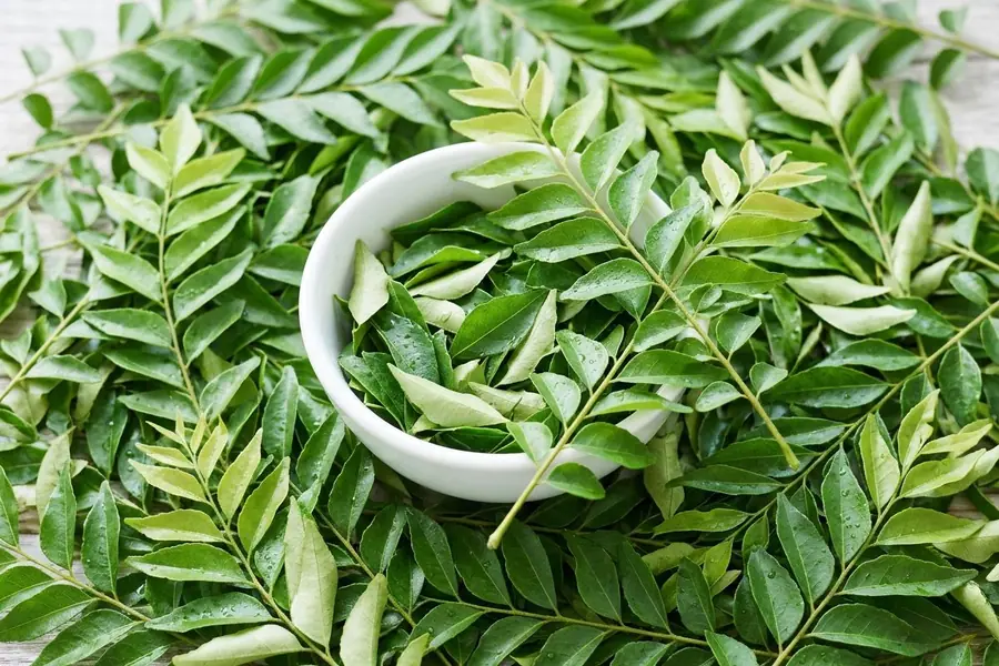 Curry leaf sprigs heaped on a pale timber table around a small white bowl of picked leaves