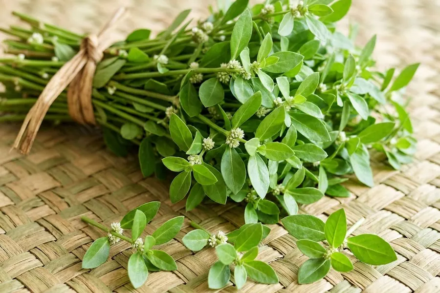 A bunch of fresh mukunuwenna on a woven mat, with loose sprigs showing the paired leaves and small white flower clusters