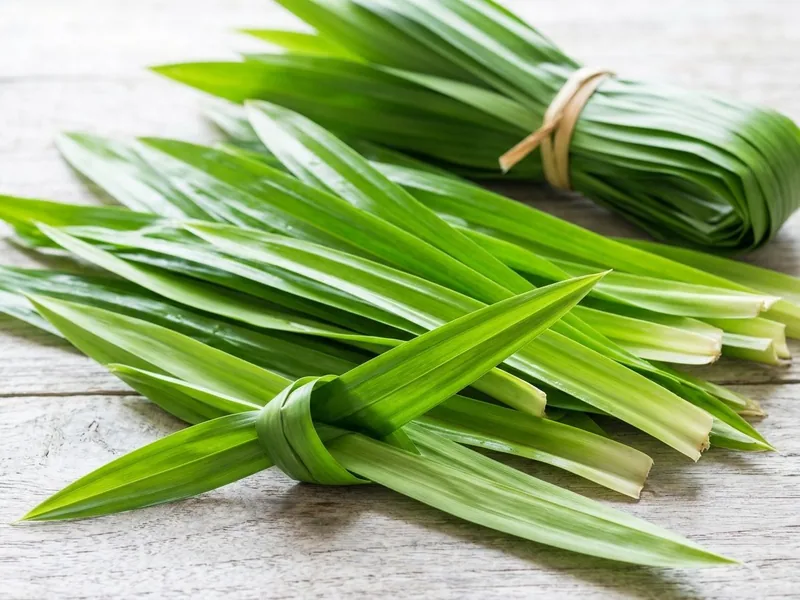 Fresh pandan leaves on a pale timber table, a folded and tied bundle behind and one blade tied in a knot