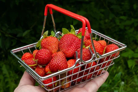 Fresh tropical fruits from Sri Lanka — mango, papaya, rambutan and pineapple