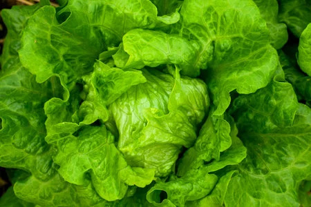 Sri Lankan herbal and culinary leaves — curry leaves, Gotukola and Moringa