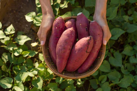 Sri Lankan yams and root vegetables — purple yam, cassava and sweet potato