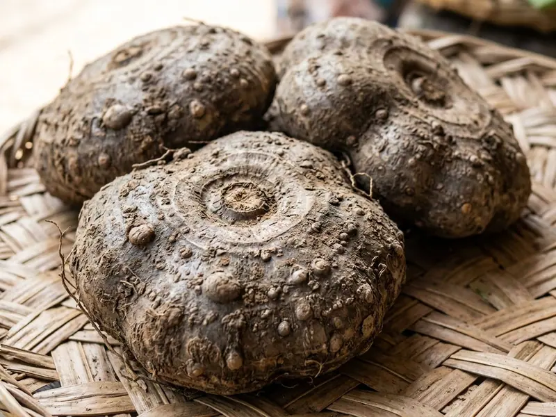 Three whole elephant foot yams with rough, warty brown skin and ringed bud scars on a woven mat